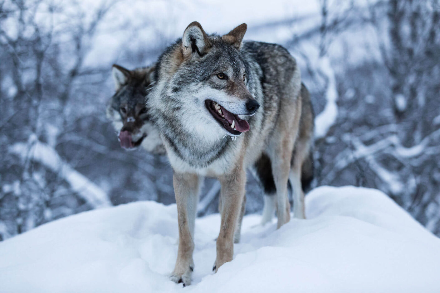 Abisko and Narvik Winter Adventure | Polar Park | Luxury Holidays in Sweden and Noway | Travel with Off The Map