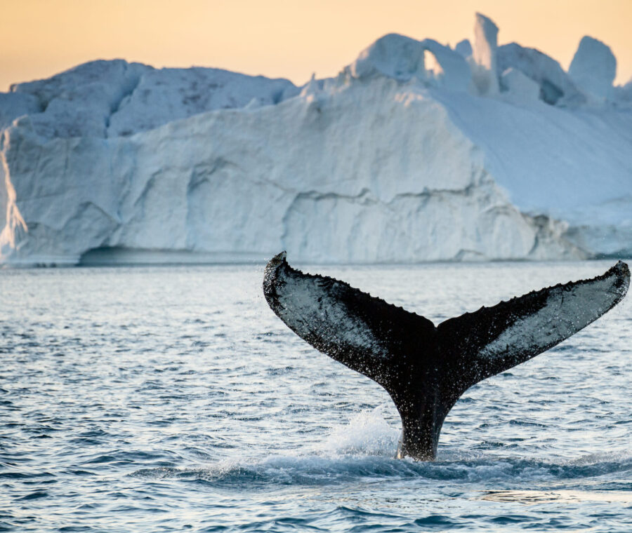 Whale Watching